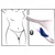 Vibrator za v hlačke Sweet Smile Extra Slim