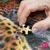 Cherry Pazzi Puzzle Ležeči leopard 500 kosov
