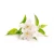 Aromatično olje Jasmin 12ml