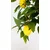 Limonino drevo Umetno citrusno drevo 150 cm
