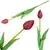 33 Enojni gumirani tulipan rdeč CV07588-10