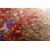 Slika mak prekrit s soncem - 90x60