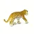 Safari Mláďa leoparda