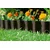 Gardena vrtna obroba, 20 cmx9 m, rjava (534)