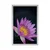 Plakat travniška cvetlica - 40x60 black