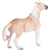 Moj konj Brumby Mare