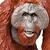 Safari Bornejski orangutan