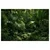 Slika tropska džungla v zelenju - 120x80