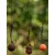 FOX Edges Spinner Rig - 6 (x3)