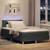 Vidaxl LED Box Spring Postelja Temno siva 120 x 200 cm blago
