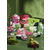 Cherries & Cheer Essential Gift