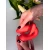 Lola games Rabbit vibrator Bali Sunset