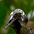 Prstan Steel viking Skull Raven - SS8-1272R