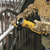 DeWalt Akumulatorska ugaona brusilica DCG412M2
