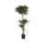 MID.YOU Umetna Rastlina Acacia
