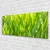 tulup.si Slika na akrilnem steklu Grass nature rastlin 125x50 cm 2 obešalnika