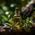 BIO Elemi - 100% naravno eterično olje 10 ml