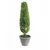 Lilium Stablo bonsai 19*60cm 567321