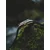 Nubeo NB-6094-01 OAO
