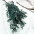 Stabiliziran Ruscus - (Ruscus) - Zelen