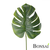 Monstera list 72 - zelena - 50 do 75 cm