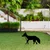 Aberto Design Dekorativna figura Fox 01, 48x50 cm, 1.5 mm