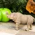 Safari Megacerops dinozaver