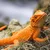 Safari Agama bradatá