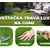 Vestacka Trava Lux na Gumi 40mm/2Met/25Met