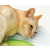 Catit Senses 2.0 Wellness Center