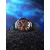 Nubeo NB-6090-44 Mariner 9