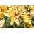 Fototapeta rumena lilija - 490x330