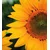 Fototapeta rumena sončnica - 245x270