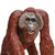 Safari Bornejski orangutan