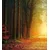 Fototapeta pot v gozdu - 245x270