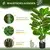 Homestar Umetna rastlina 95 cm zelena