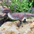 Safari Majungasaurus dinozaver