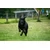 Dog Comets Blazar Jet - Green