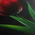 Slika rdeča tulipanova eleganca - 90x60