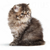 Royal Canin Suva hrana za persijske mačiće Kitten Persian - 2kg.