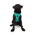 Paws & Whiskers Am za pse Air-Mesh, Svetloplavi