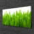 tulup.si Slika na platnu Grass nature rastlin 100x50 cm