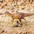 Safari Baryonyx dinozaver
