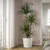 DRACAENA MARGINATA Lončnica, obrobljeni zmajevec/4 stebla, 27 cm