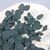 Stabiliziran evkaliptus - Populus - Zelen