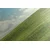 Slika čudoviti dan na travniku - 150x50