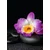 Fototapeta orhideja na Zen kamnih - 196x270