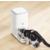 CATLINK CATLINK pametni dozirnik hrane FRESH 2 LUX