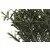 Dekorativna biljka olive tree / pp 50x142