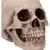 Dekoracija Skull - Craniology - U7126B25